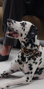 Sasha Ponyhair Collar SHE.LYNDA