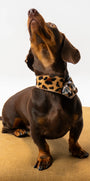 Sasha Ponyhair Collar SHE.LYNDA