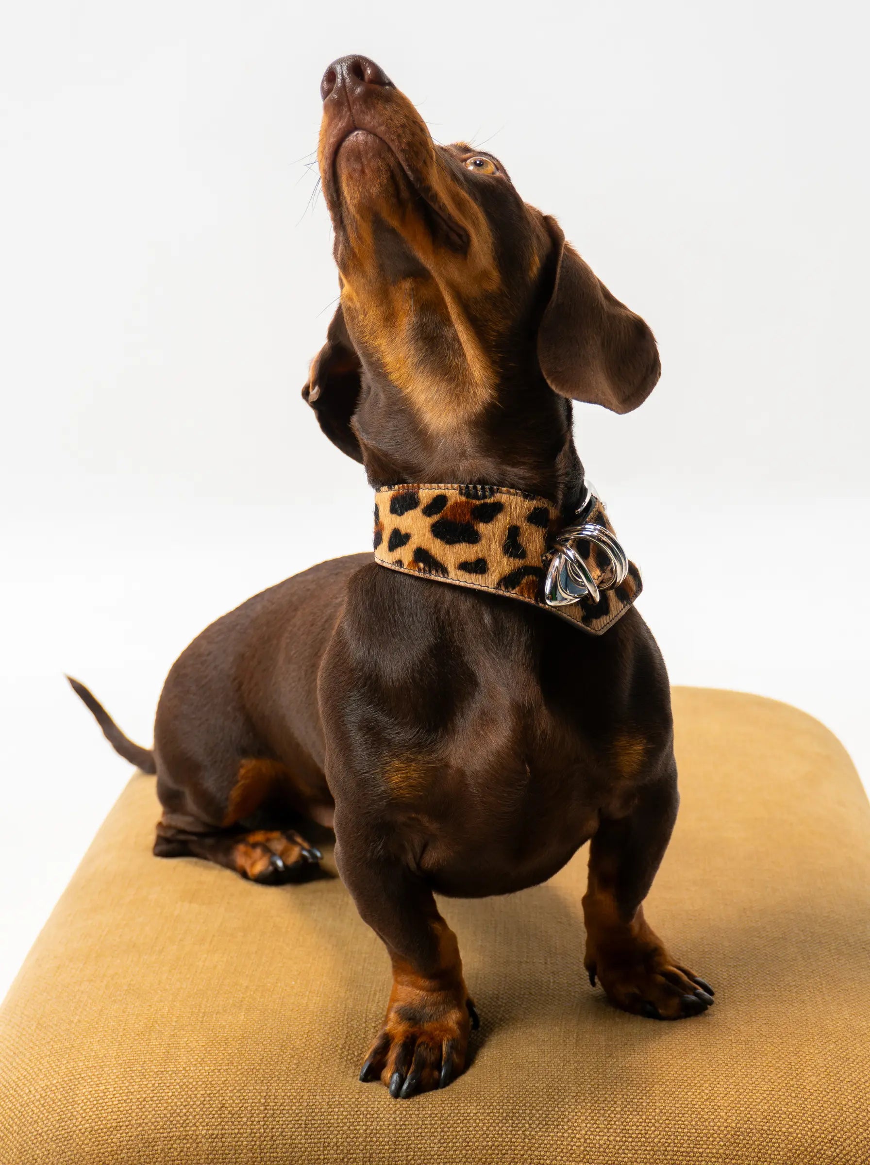 Sasha Ponyhair Collar SHE.LYNDA