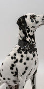 Sasha Collar SHE.LYNDA