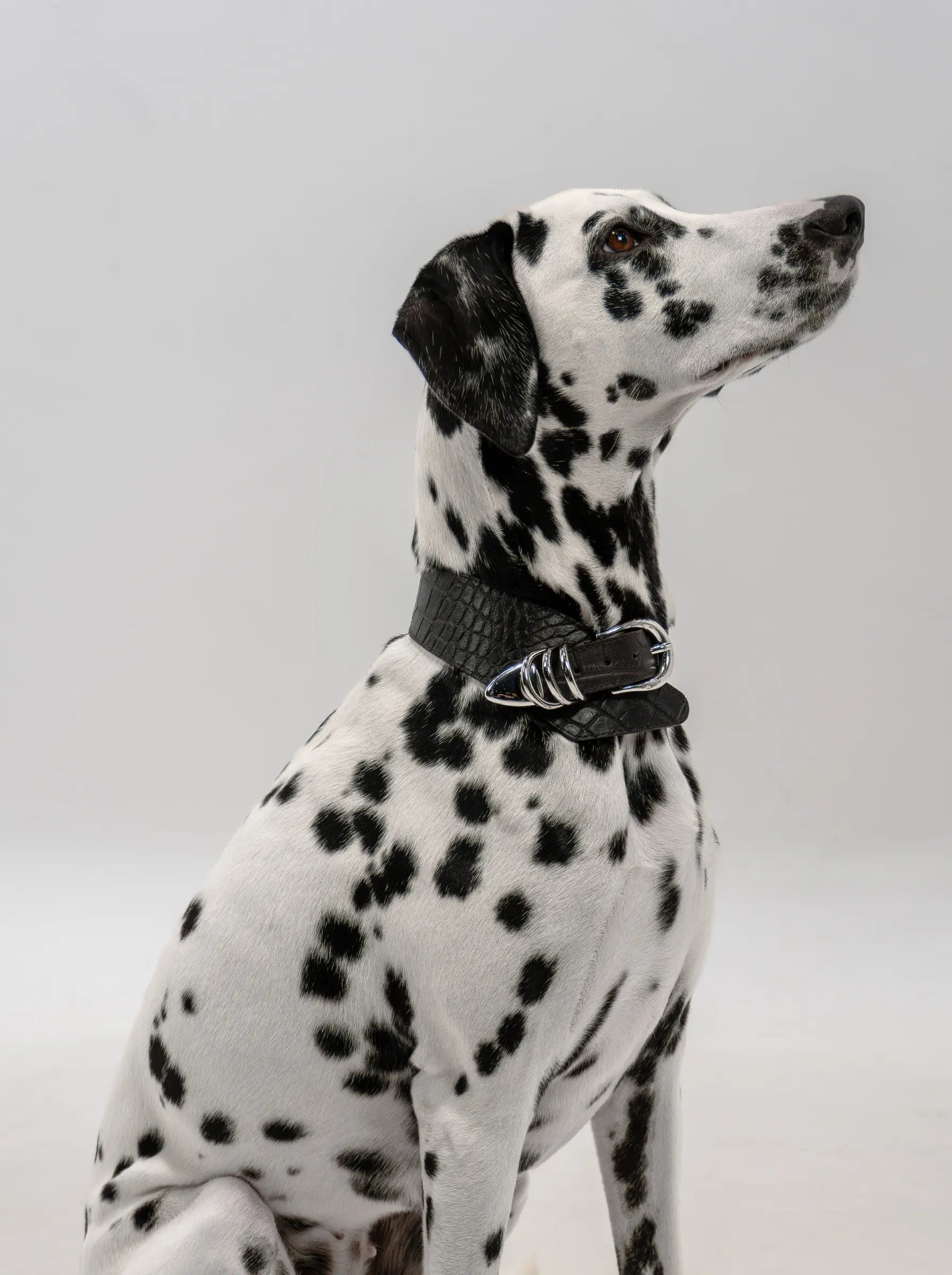 Sasha Collar SHE.LYNDA