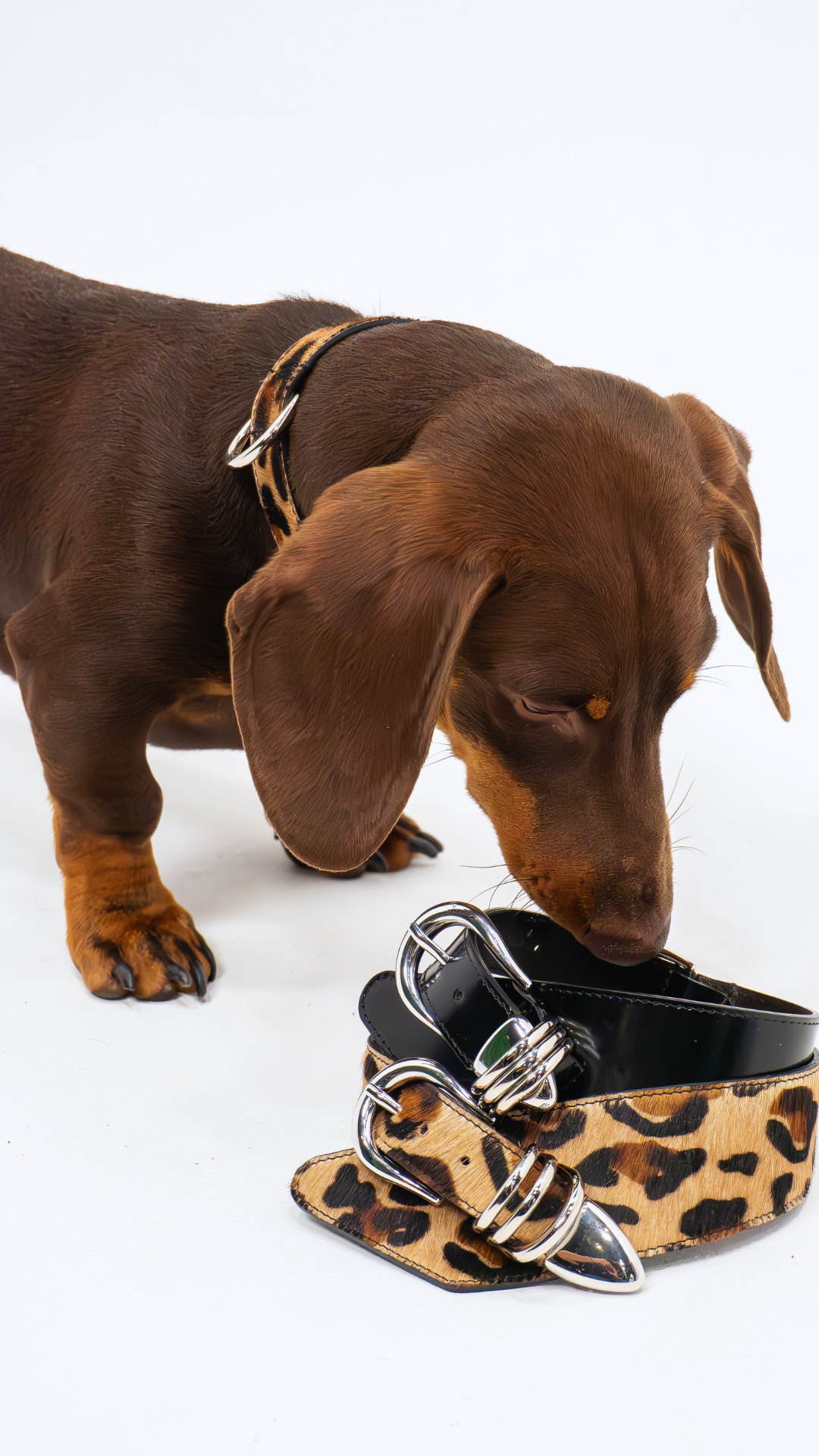 Leather Collars